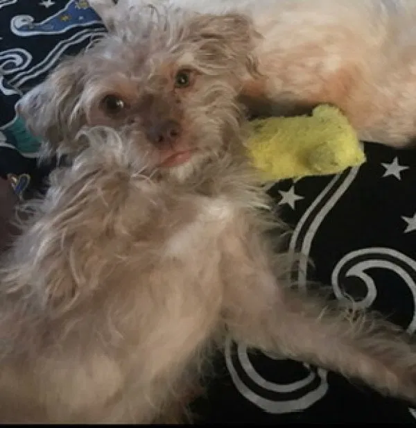Lost dog in Center Valley, PA, 18034