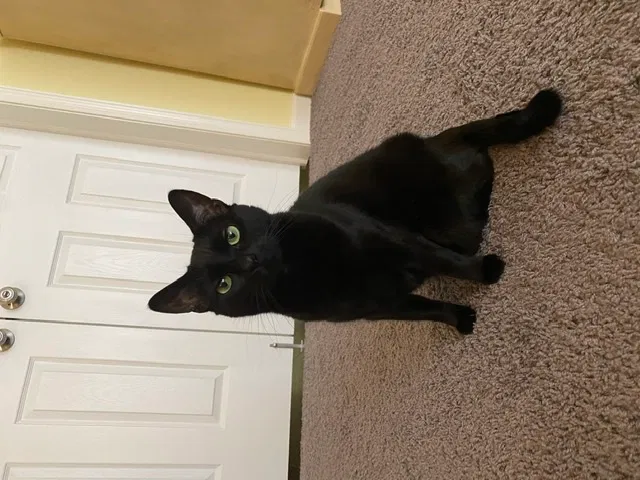 Lost cat in Elizabethtown, PA, 17022