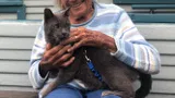 Lost cat in Jenner, CA, 95450