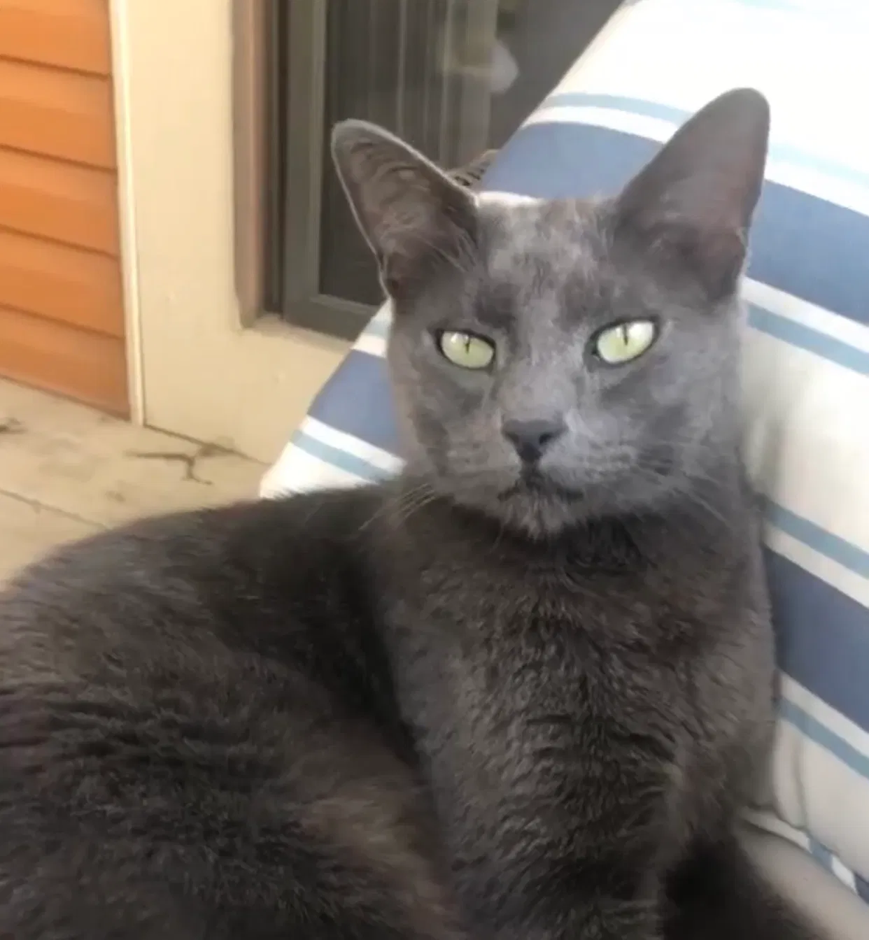 Lost cat in Westerville, OH, 43081