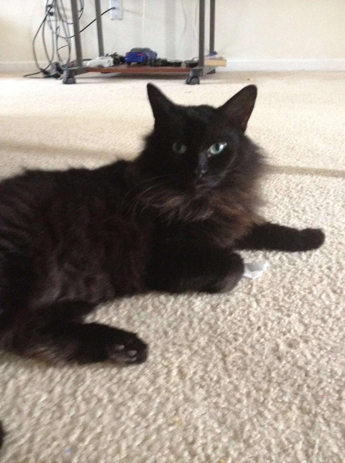 Lost cat in Springfield, GA, 31329