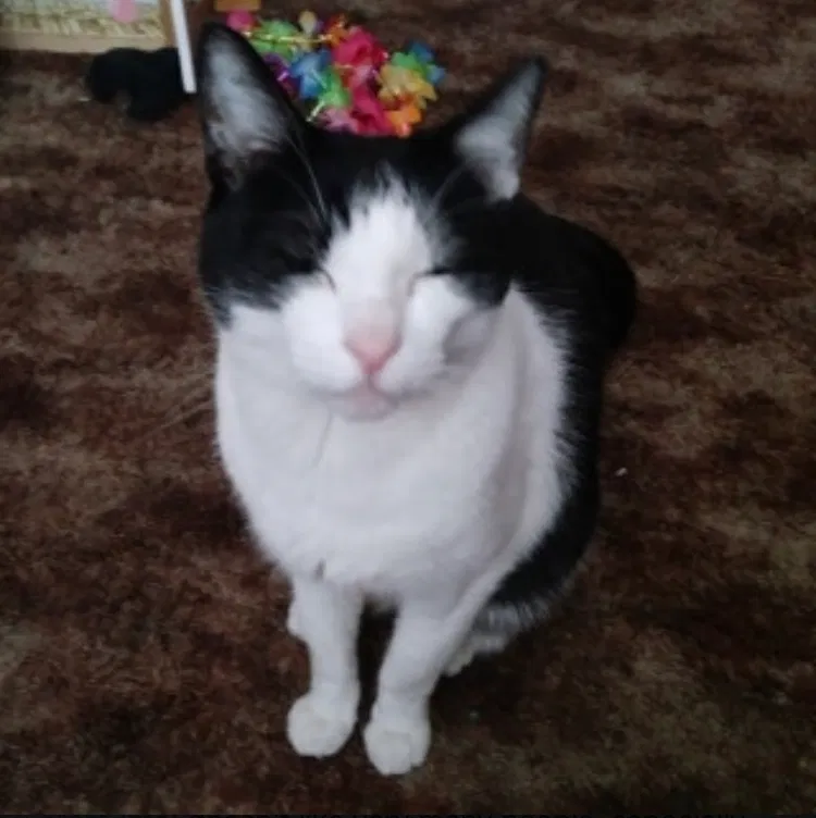 Lost cat in Sparks, NV, 89434