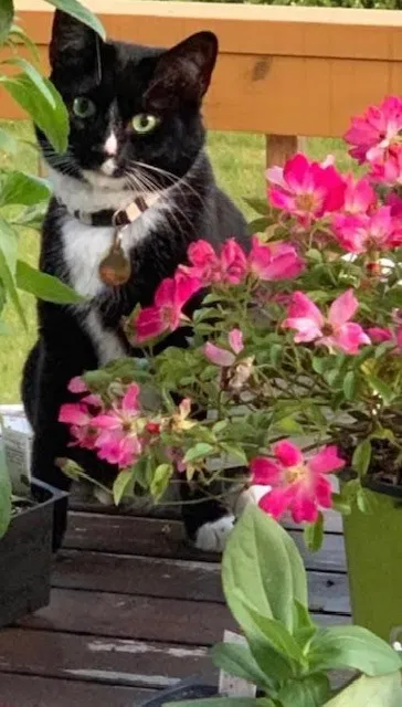 Lost cat in Pickerington, OH, 43147