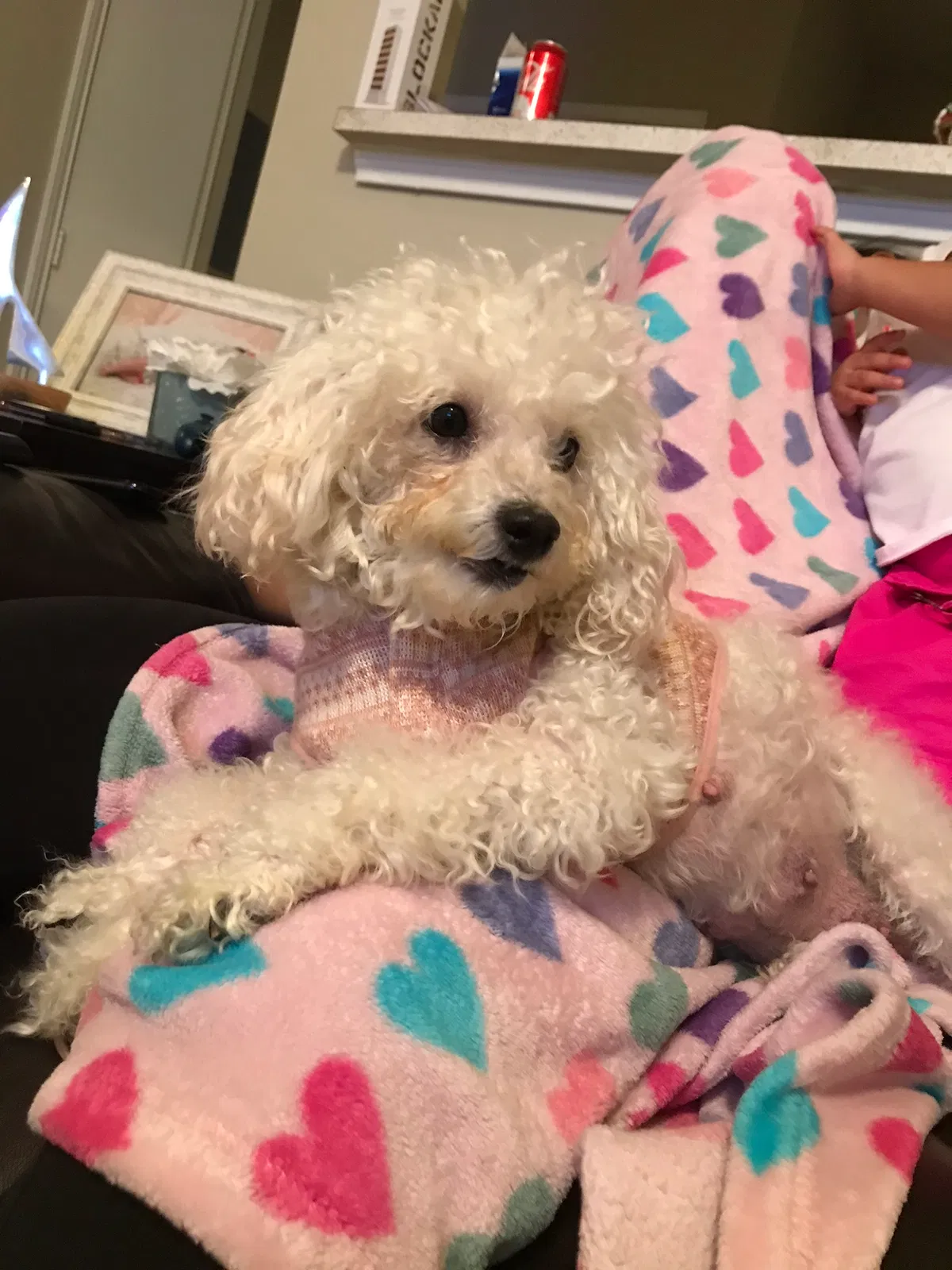 Lost dog in Columbiana, AL, 35051