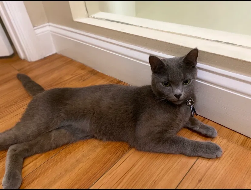 Lost cat in Hollywood, FL, 33025
