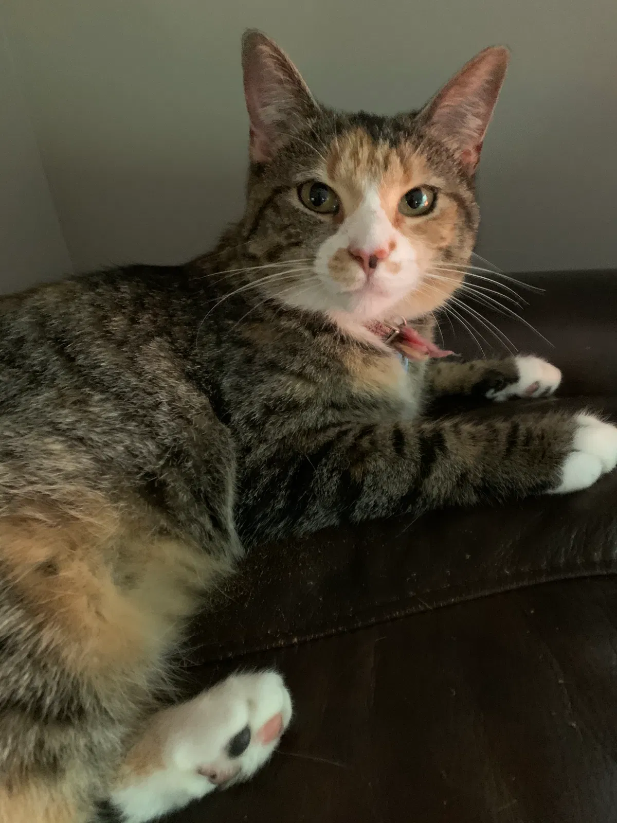 Lost cat in Bethel, CT, 6801