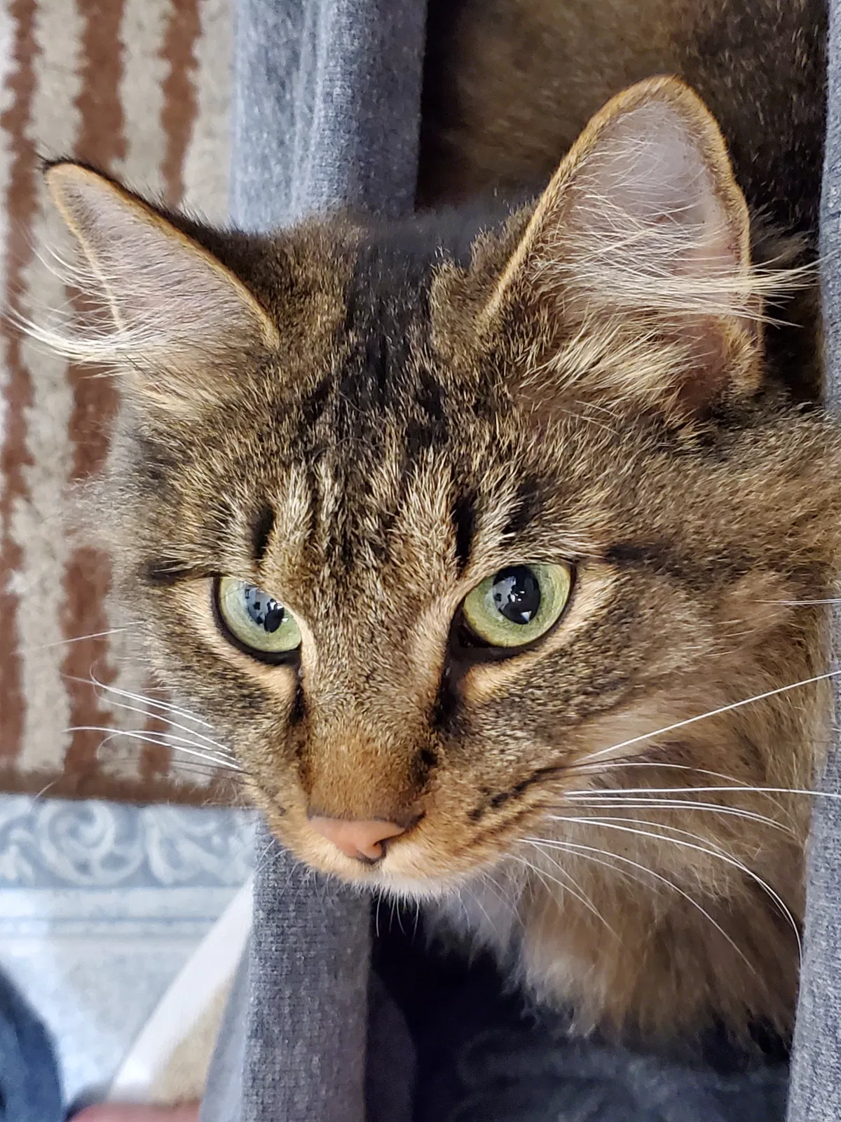 Lost cat in Clarksville, TN, 37043