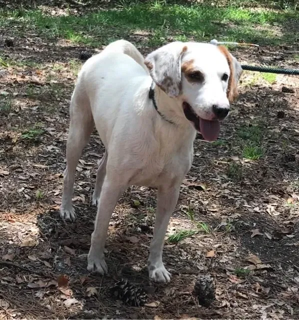Lost dog in Lexington, SC, 29073