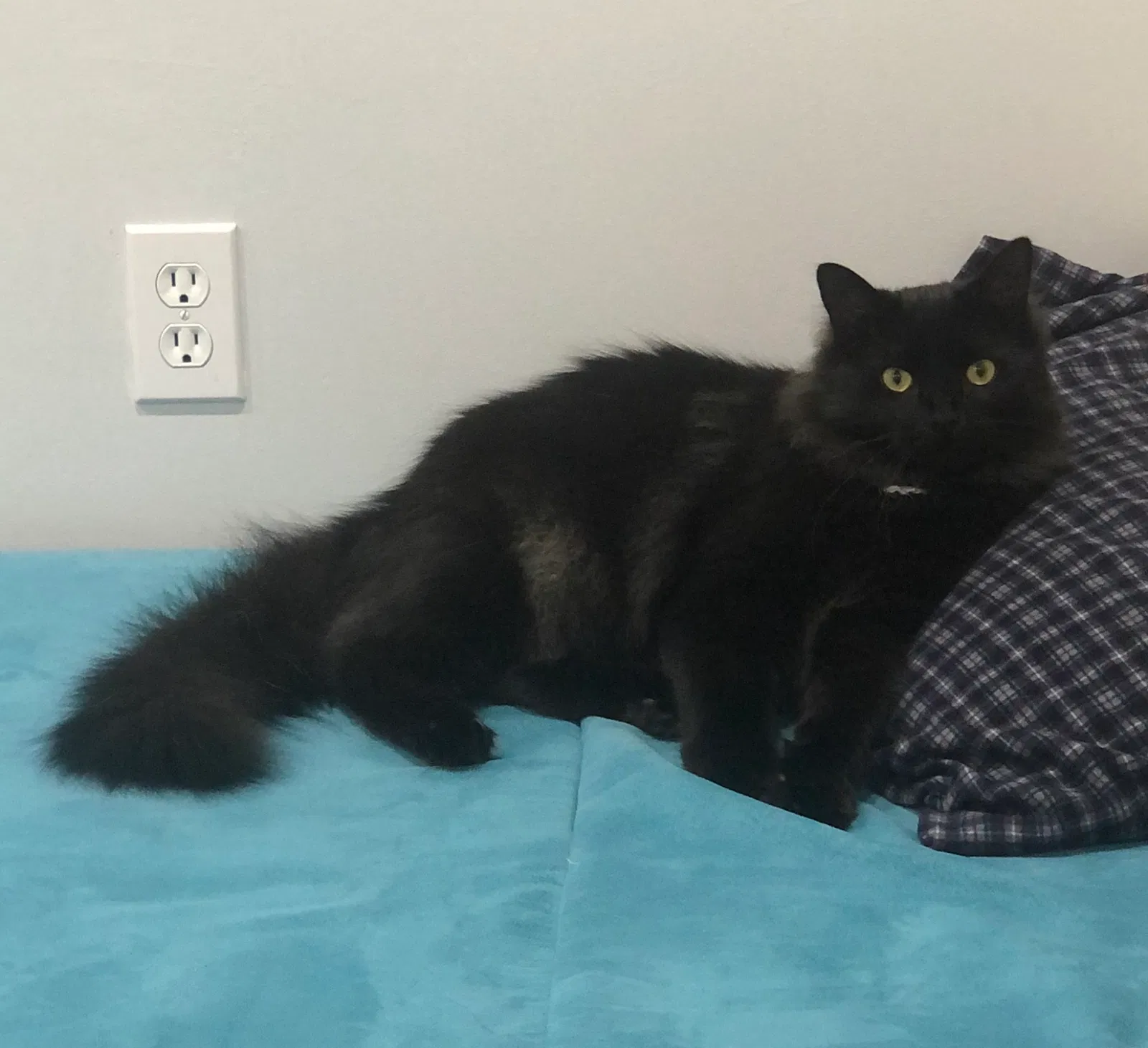 Lost cat in Kenosha, WI, 53142