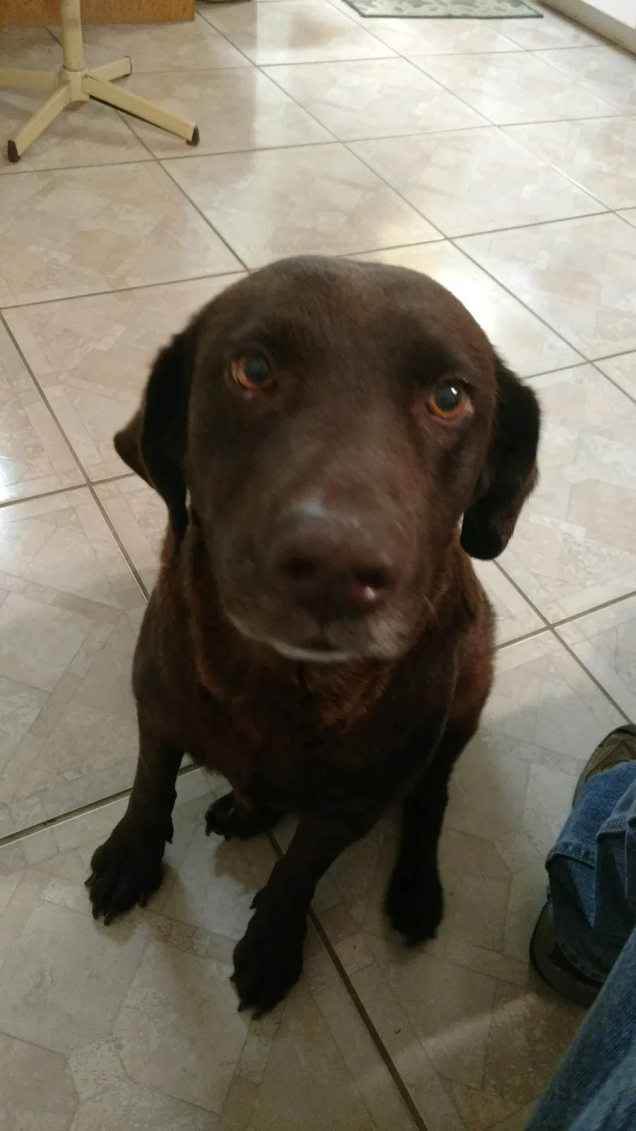 Lost dog in Mobile, AL, 36619