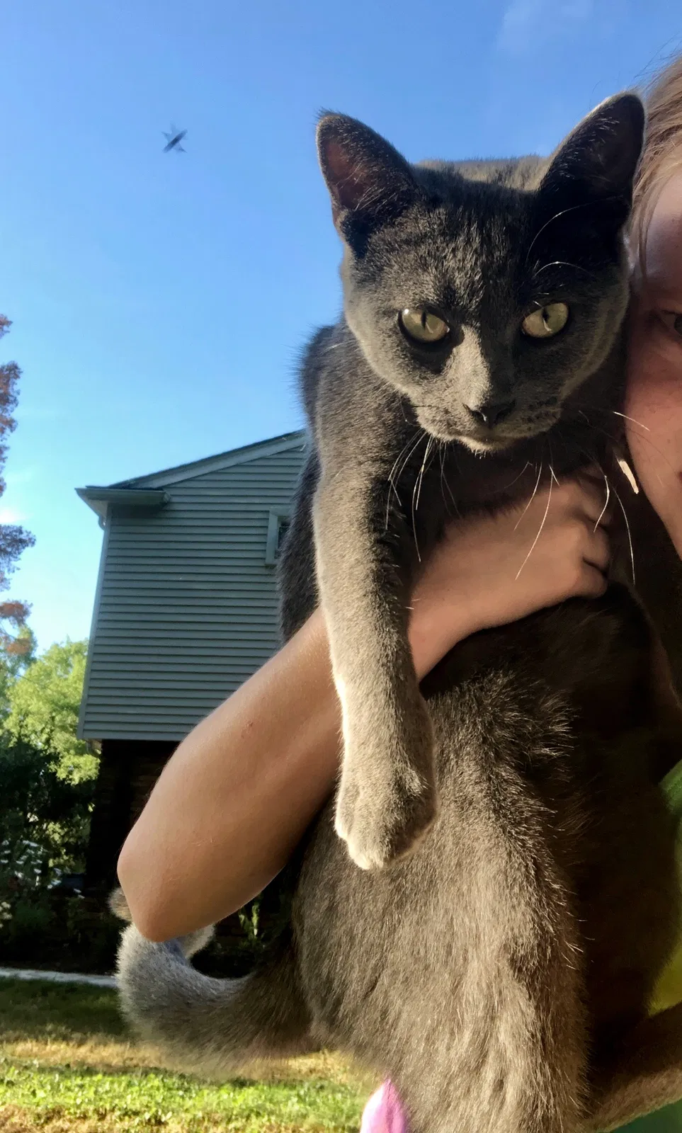 Lost cat in Farmington, MI, 48335