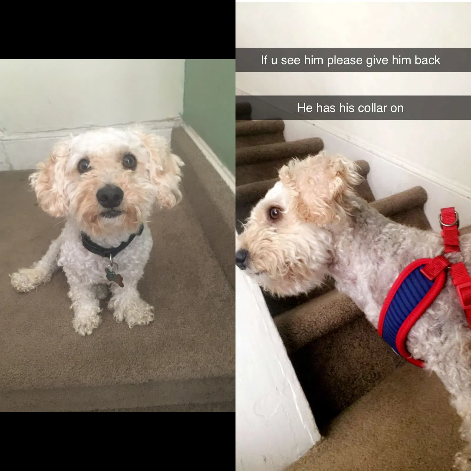 Lost dog in Trenton, NJ, 8610