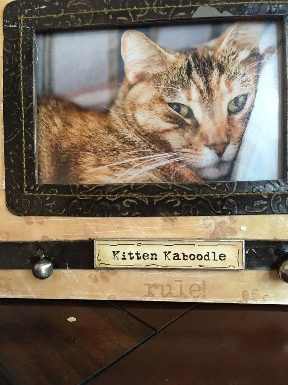 Lost cat in Haddonfield, NJ, 8033
