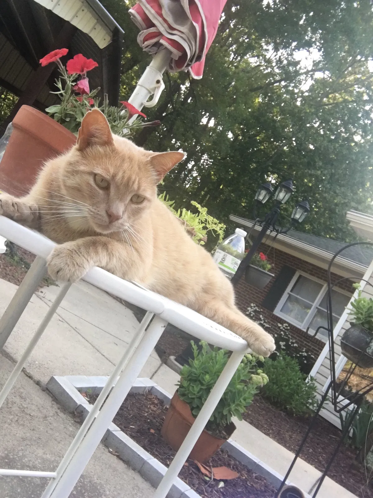 Lost cat in Greensboro, NC, 27405