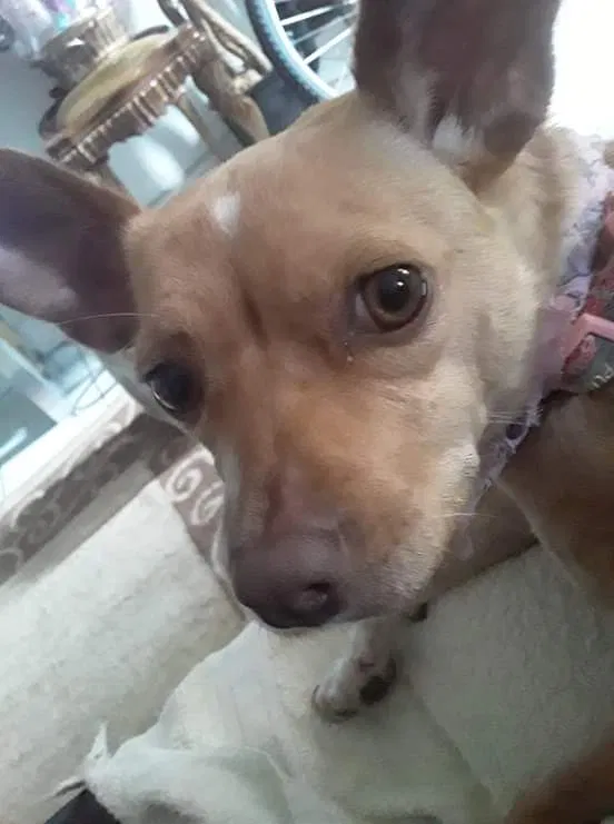 Lost dog in Miami, FL, 33142