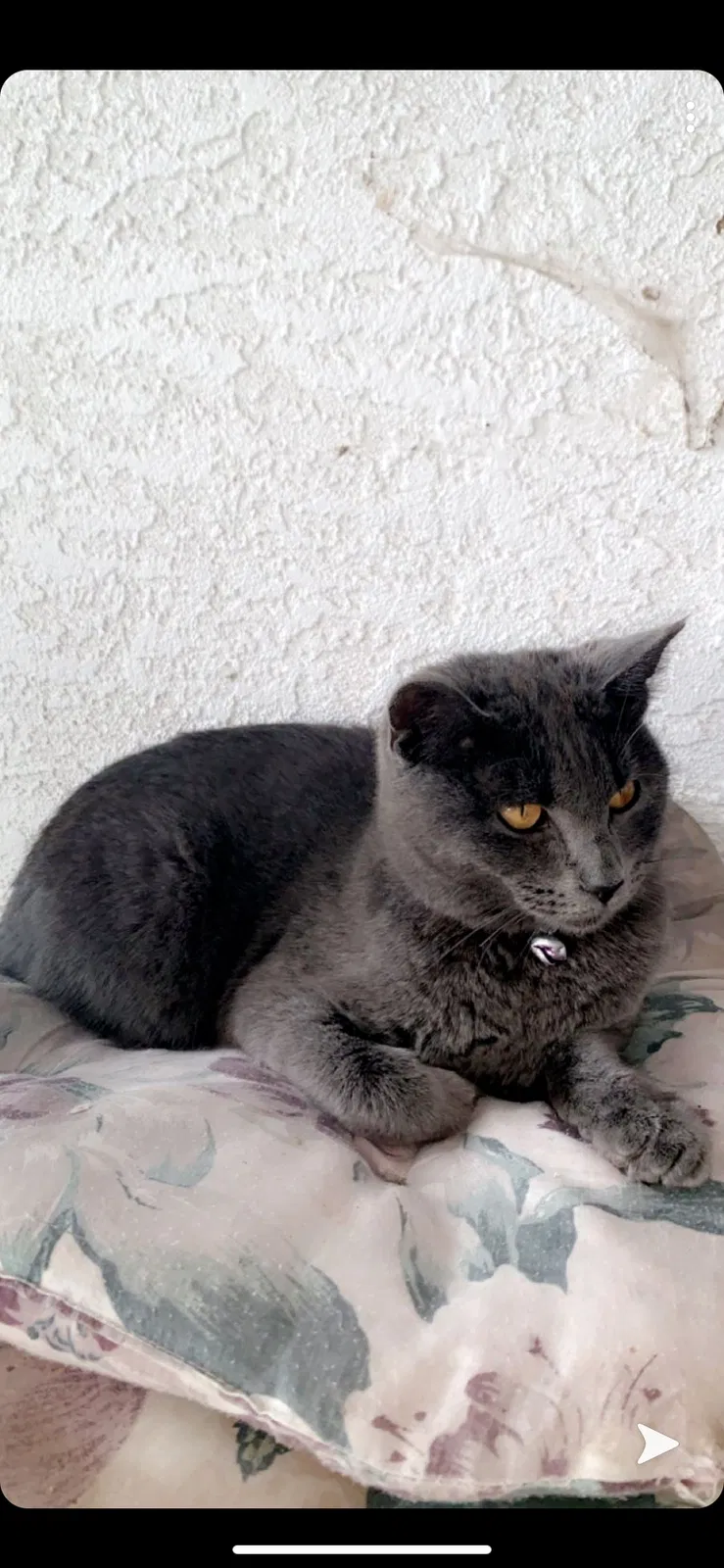 Lost cat in Santa Fe, NM, 87501