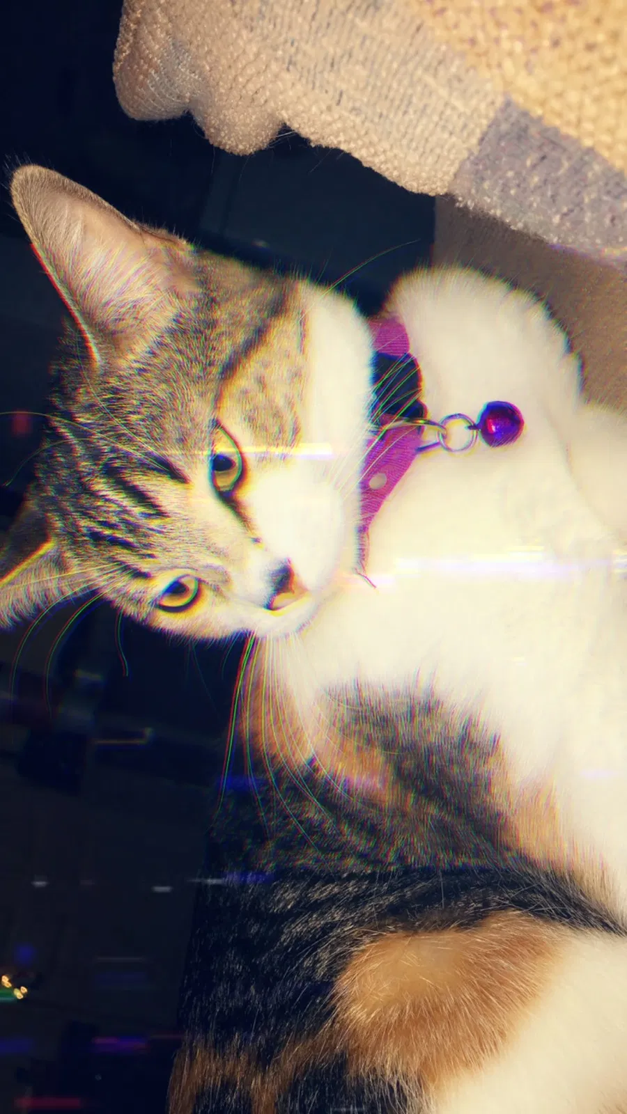 Lost cat in Santa Fe, NM, 87501