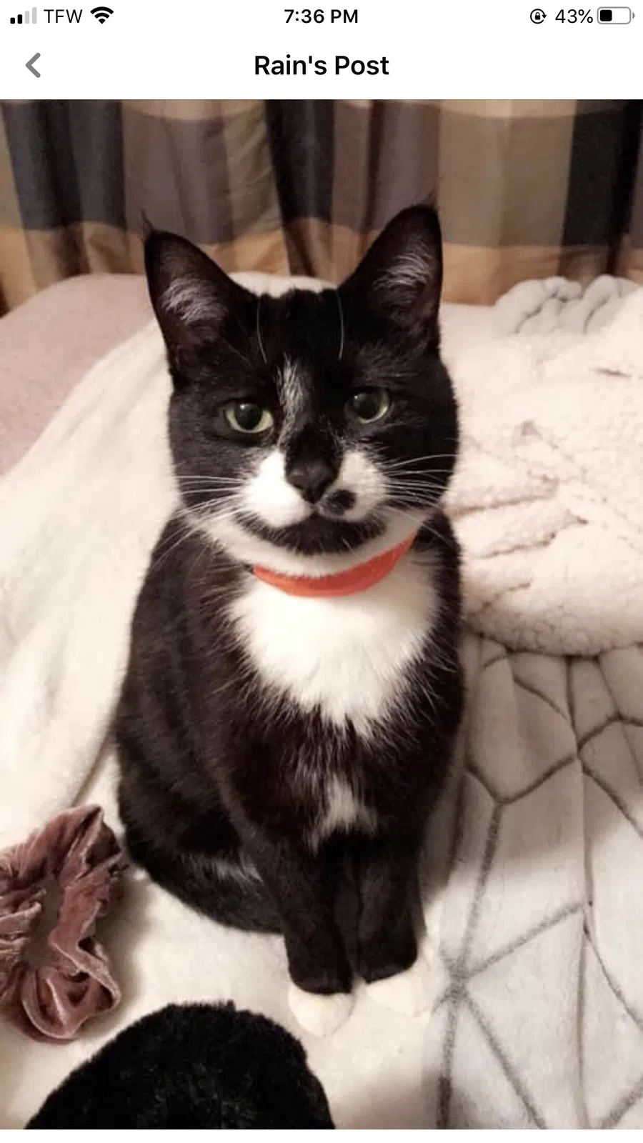 Lost cat in Columbia, SC, 29210
