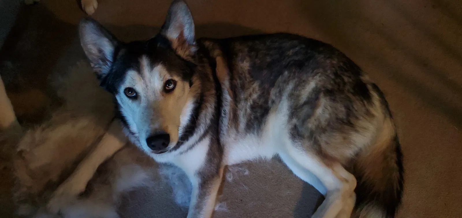 Lost dog in Jefferson, AR, 72079