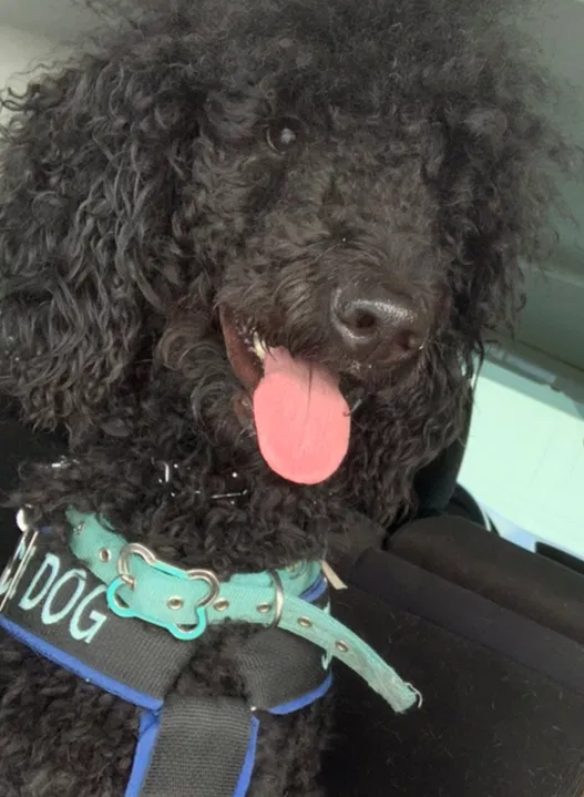 Lost dog in Ocala, FL, 34476