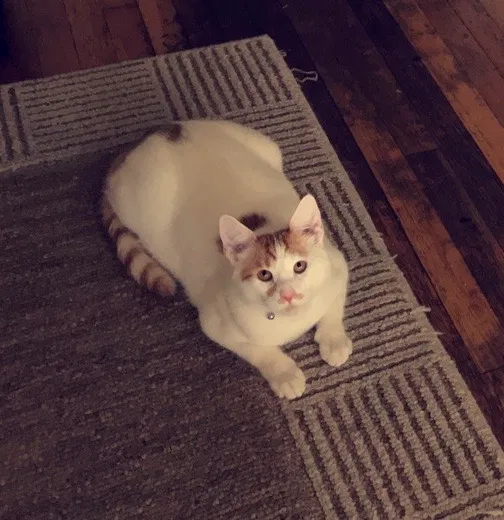Lost cat in Citrus Heights, CA, 95621