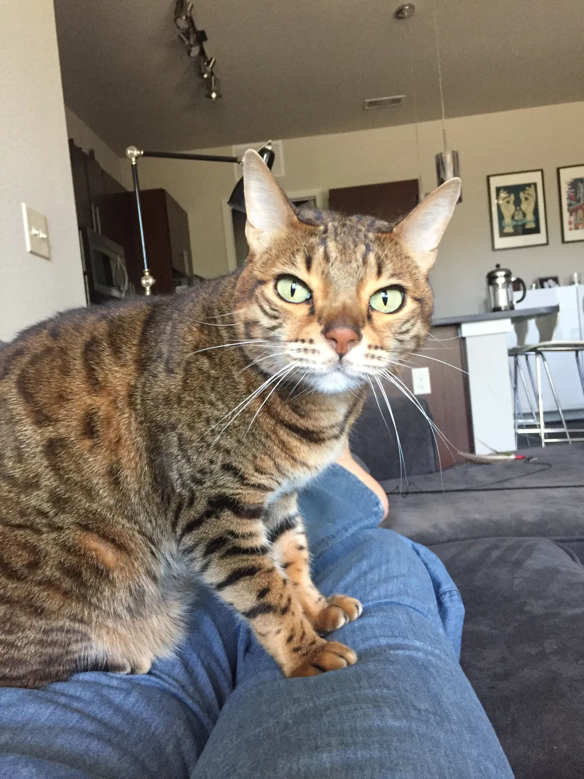 Lost cat in Cedar Park, TX, 78613