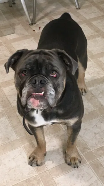 Lost dog in Torrance, CA, 90501