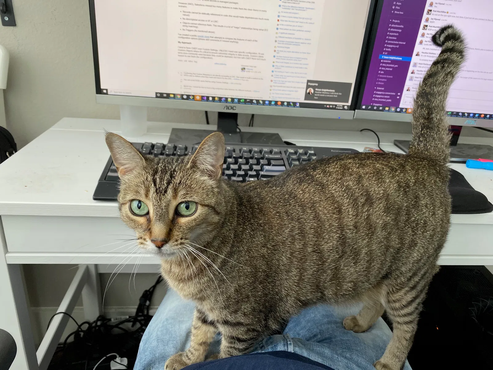 Lost cat in Austin, TX, 78735