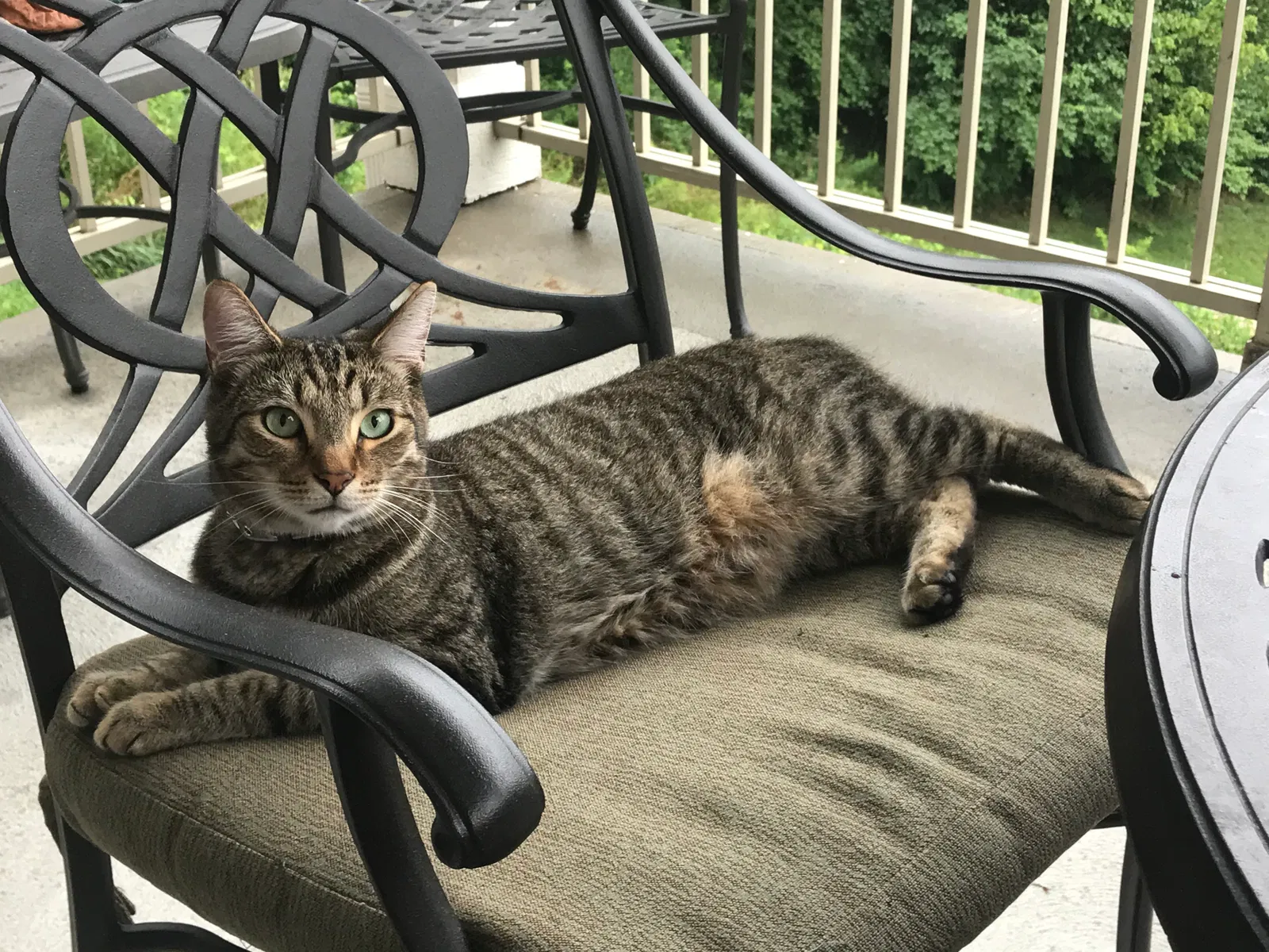 Lost cat in Covington, KY, 41016