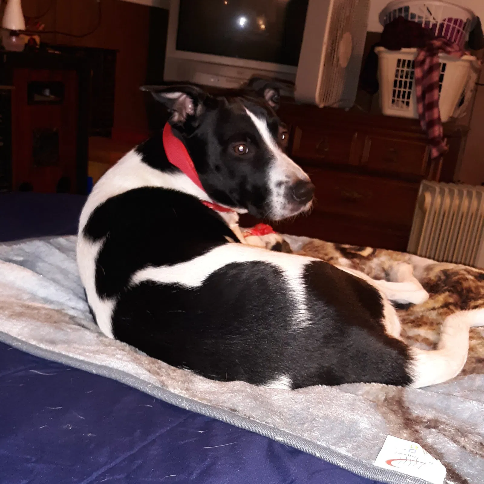 Lost dog in Searcy, AR, 72143