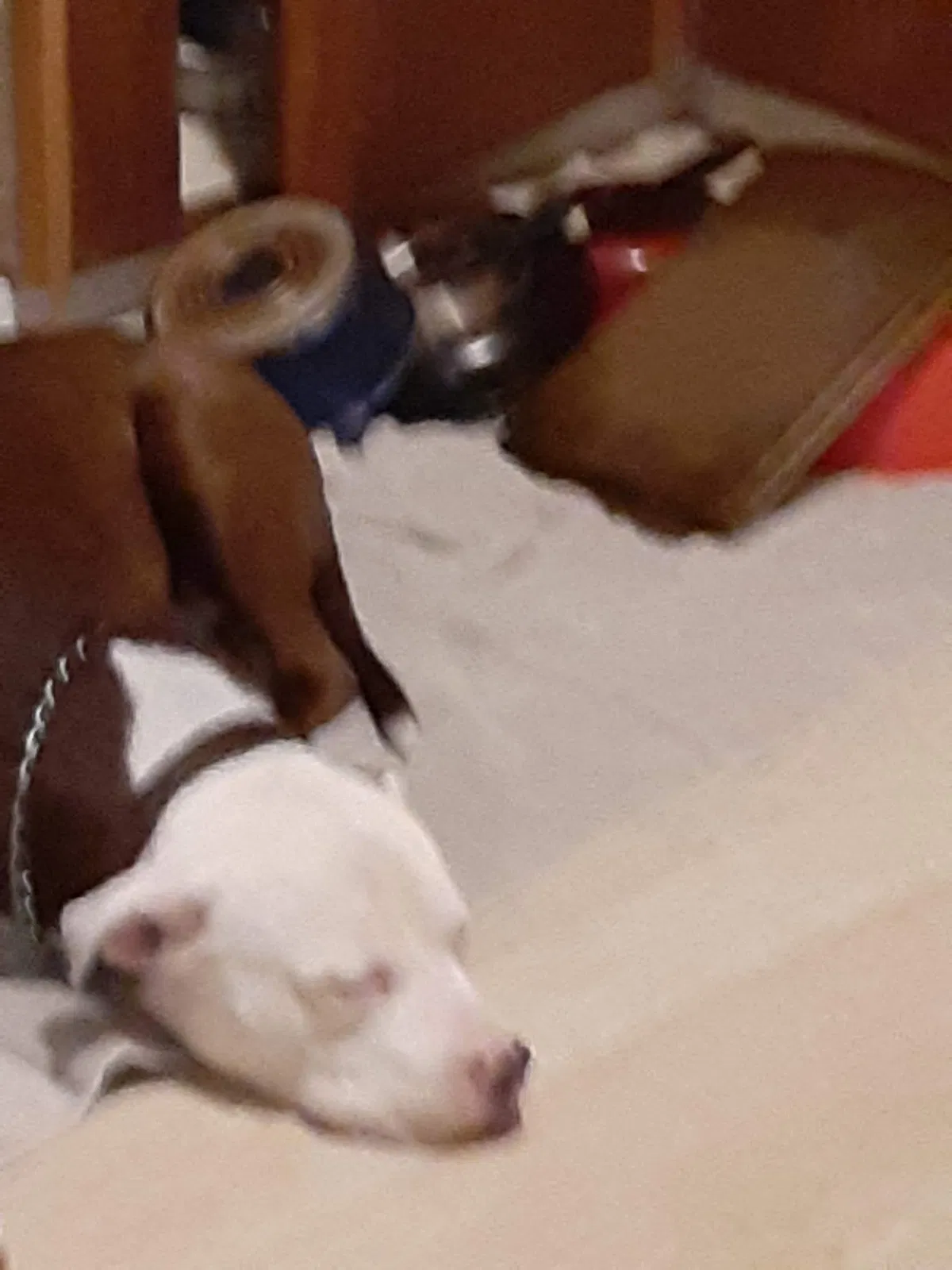 Lost dog in Sacramento, CA, 95838