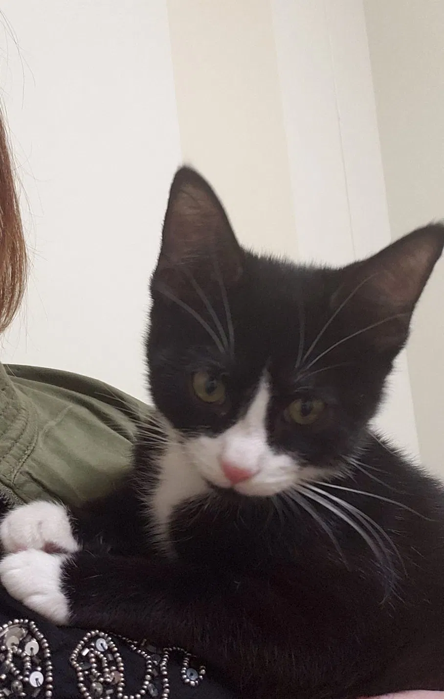 Lost cat in Durham, NC, 27707