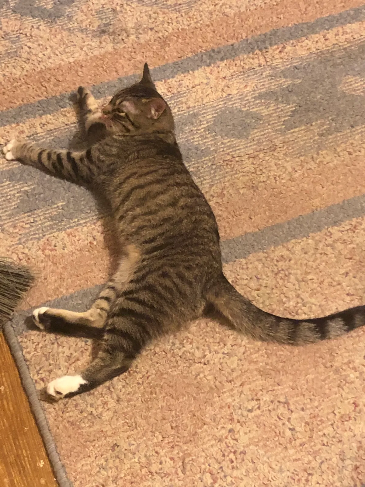 Lost cat in New Market, MD, 21774