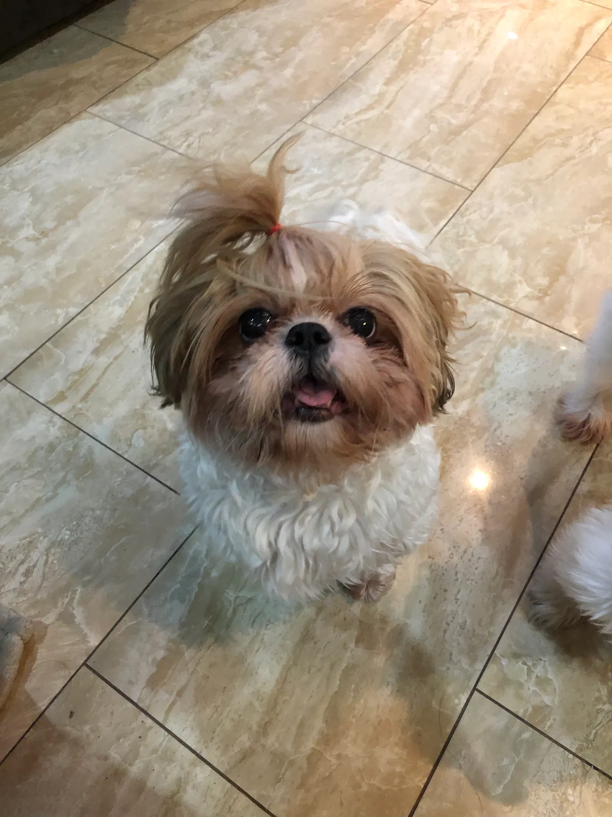 Lost dog in East Elmhurst, NY, 11369