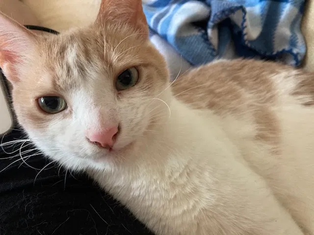 Lost cat in Falls Church, VA, 22046