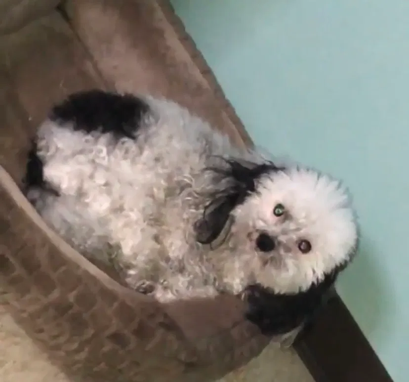 Lost dog in Saint Louis, MO, 63130