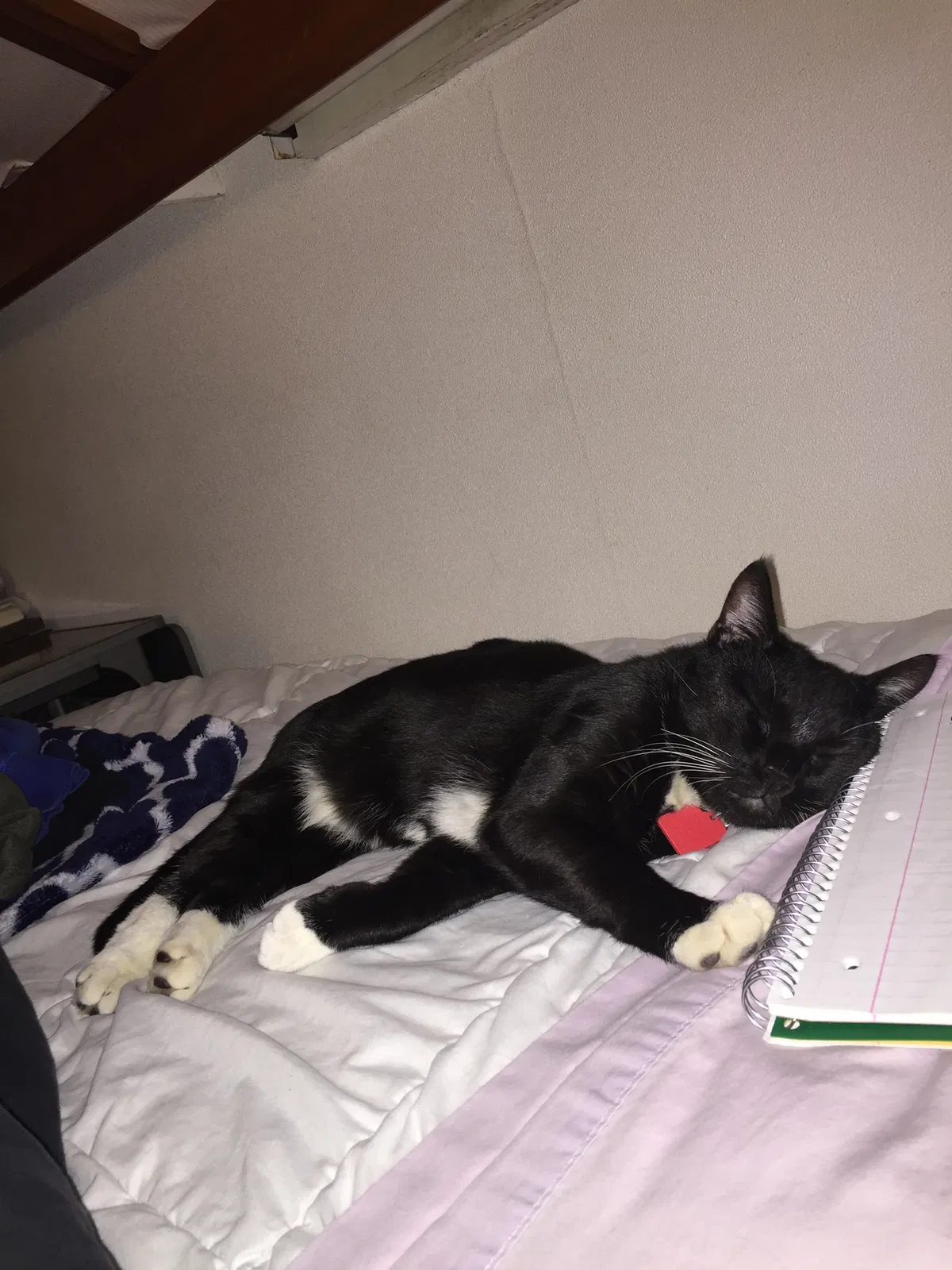 Lost cat in Philadelphia, PA, 19134