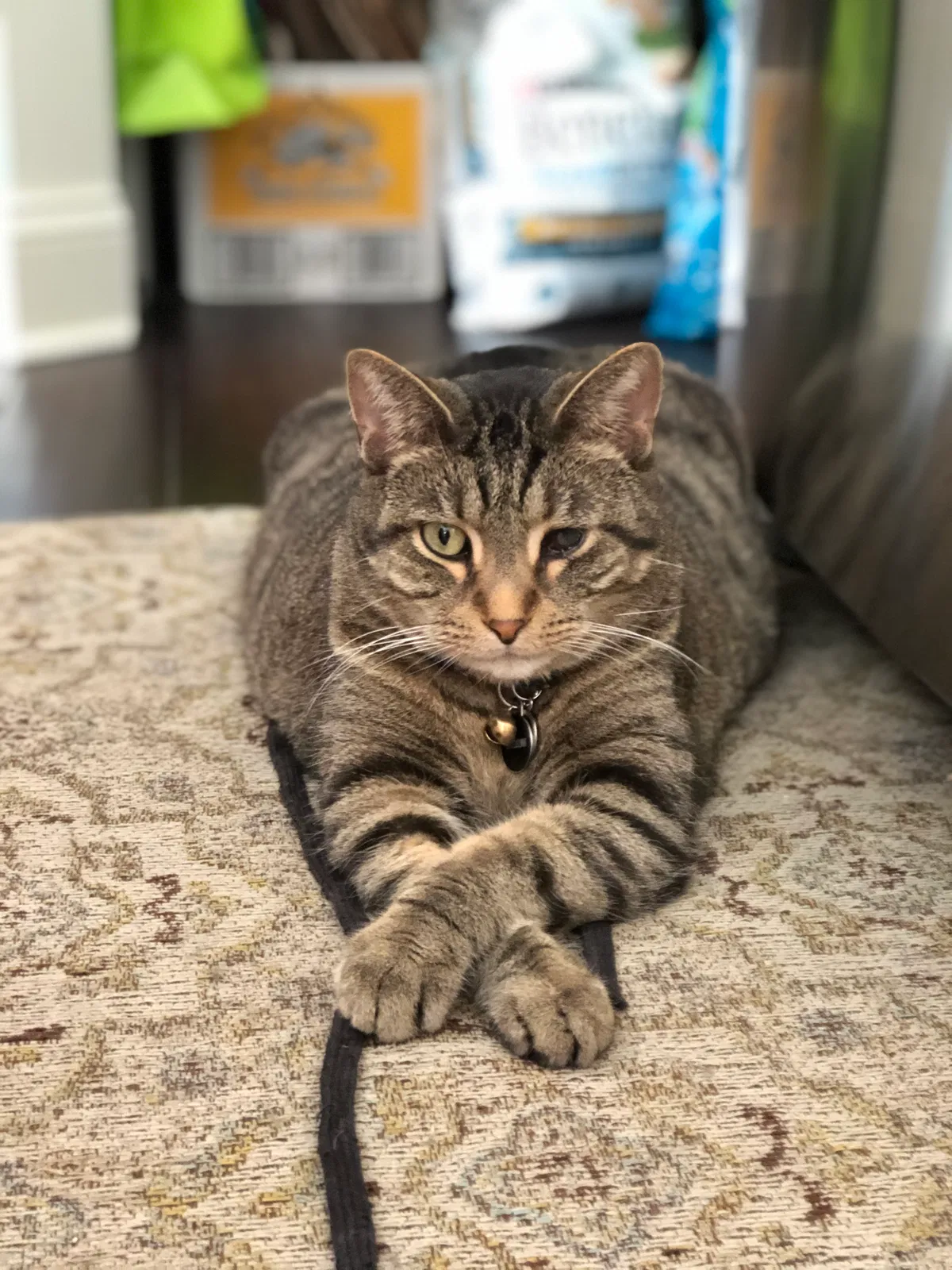 Lost cat in Round Lake, IL, 60073