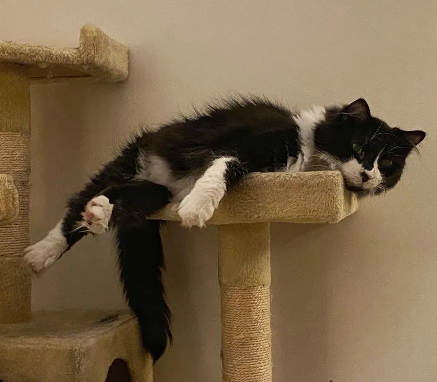 Lost cat in Minneapolis, MN, 55416