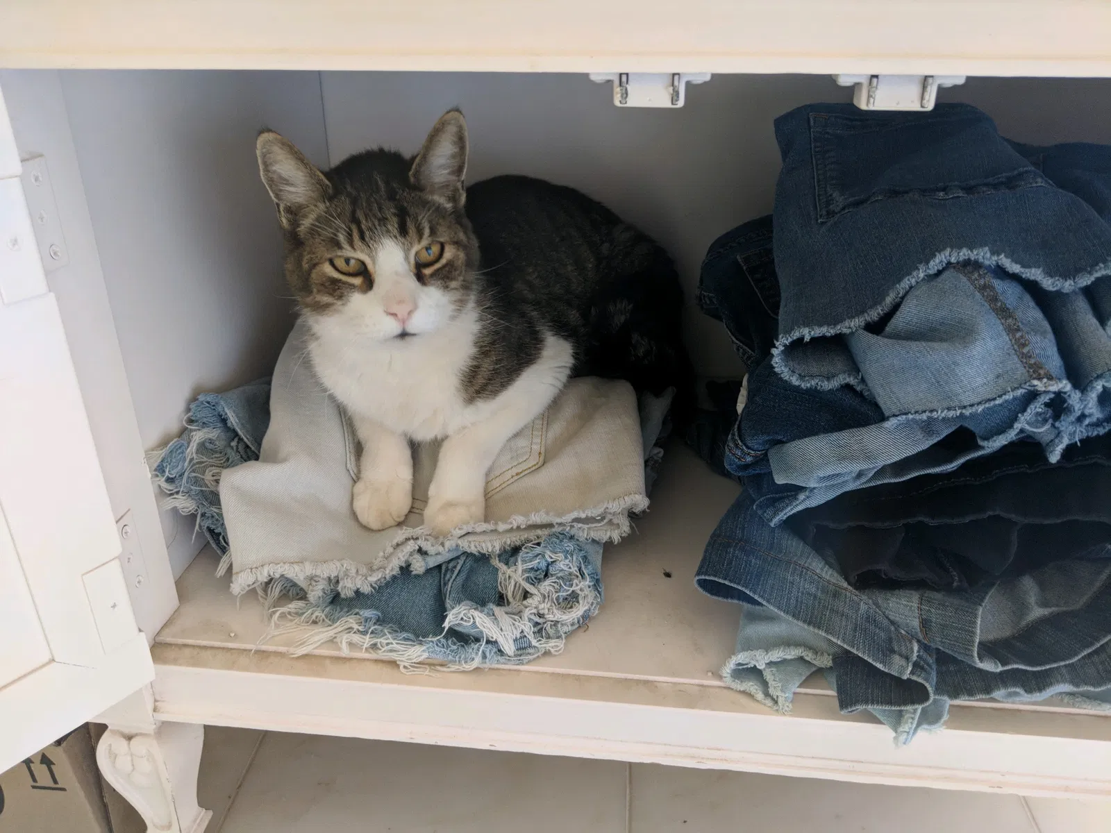 Lost cat in Glendale, AZ, 85310
