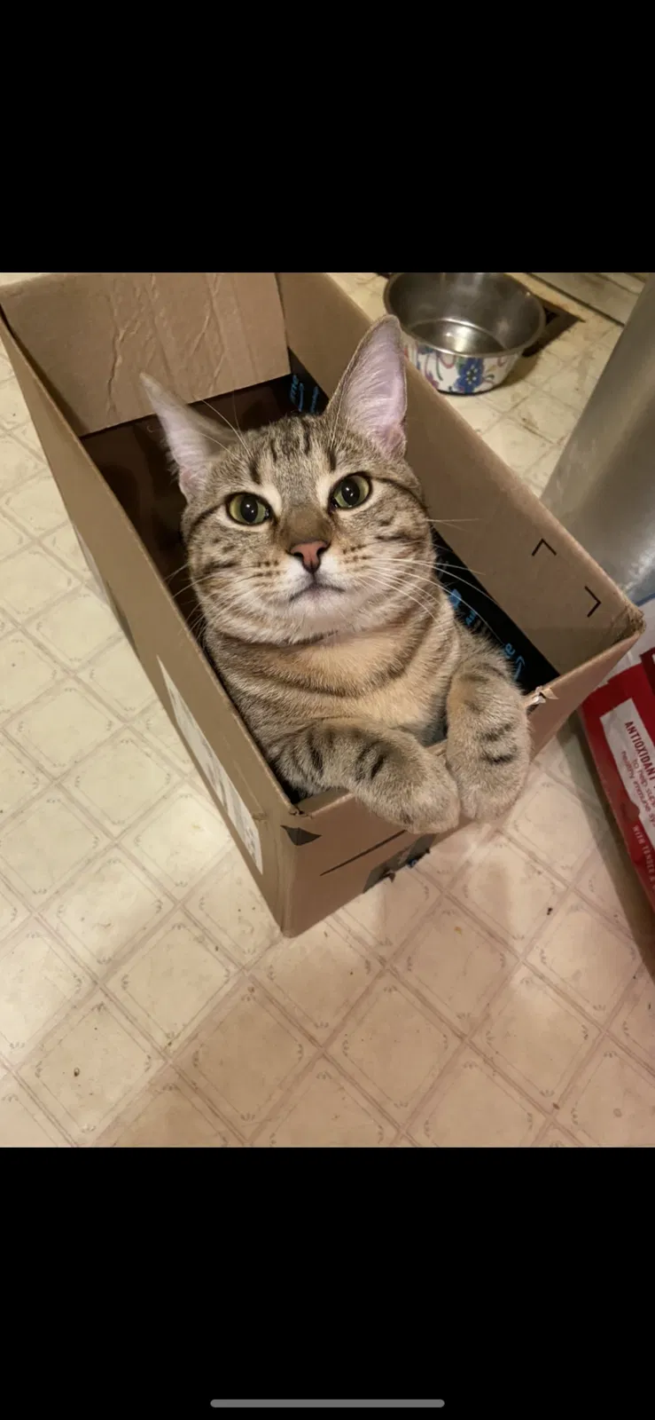 Lost cat in O Fallon, MO, 63366