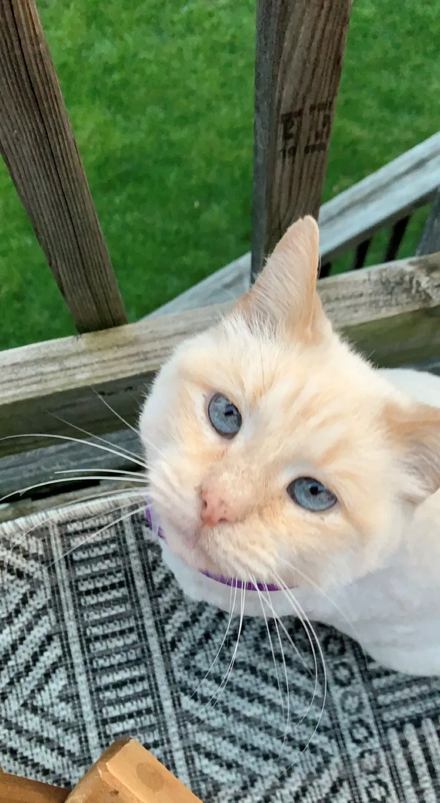 Lost cat in Columbus, OH, 43212