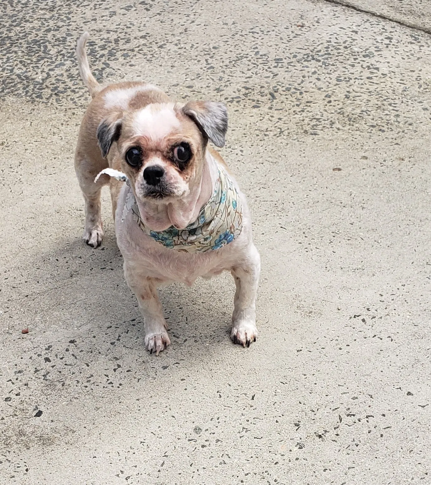 Lost dog in Matthews, NC, 28105