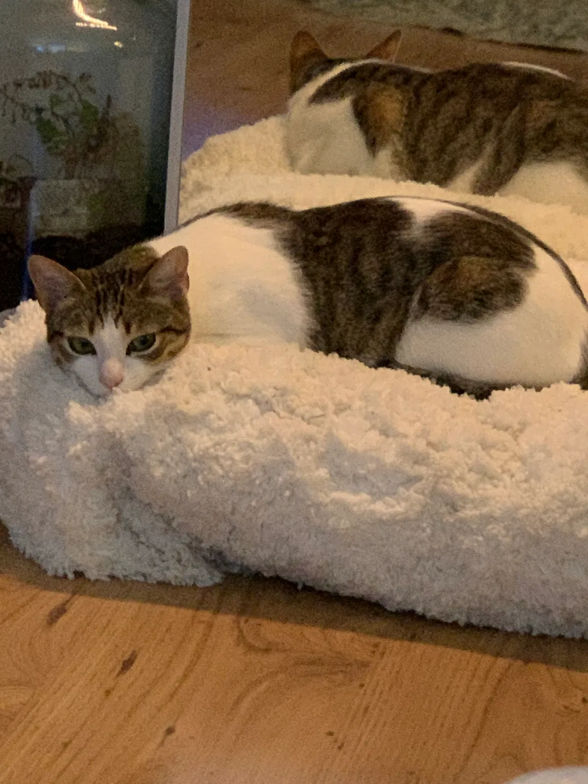 Lost cat in Round Rock, TX, 78665