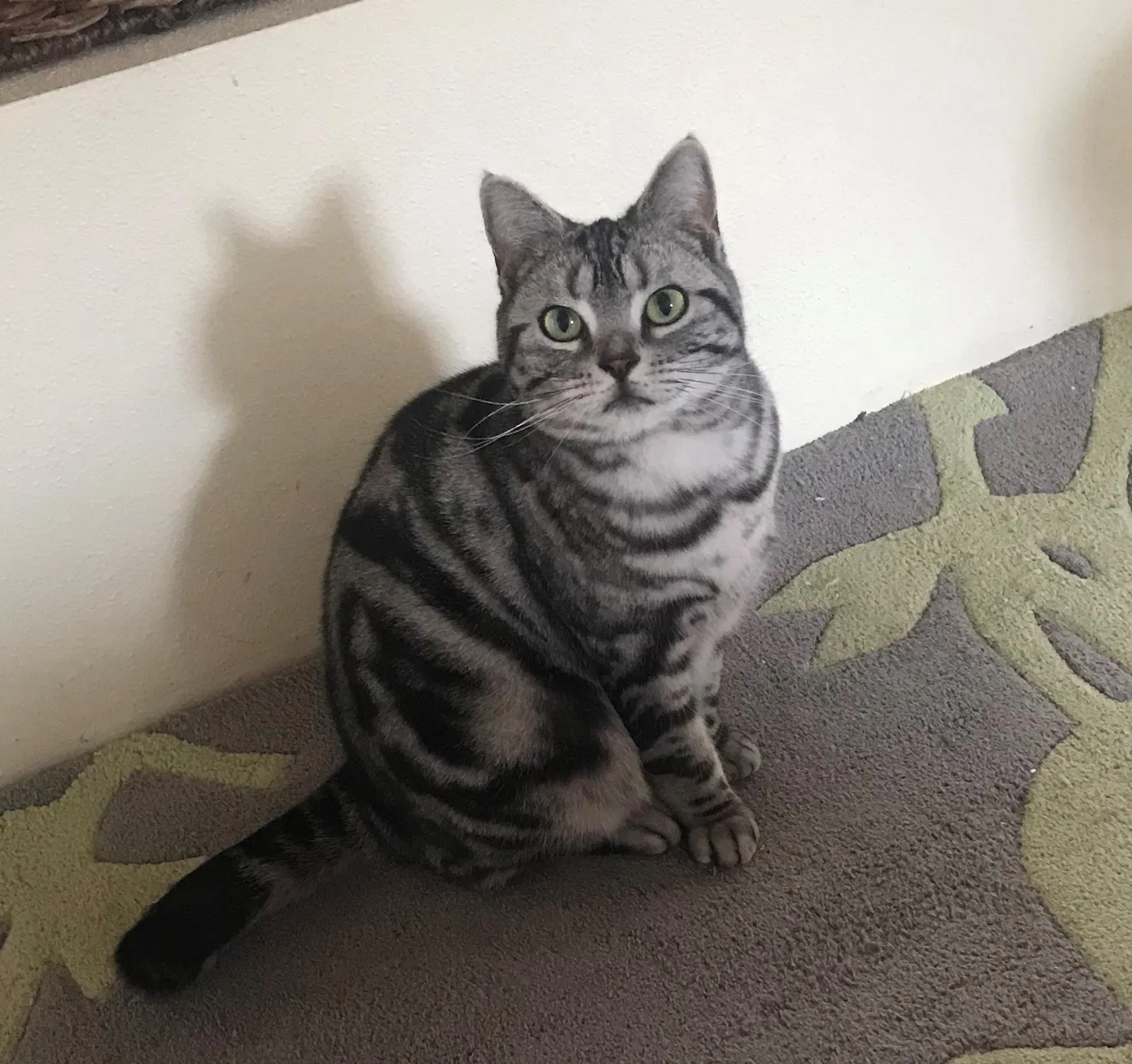 Lost cat in Redmond, WA, 98052