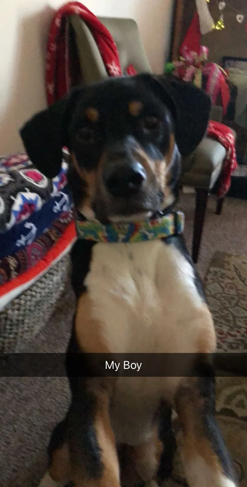 Lost dog in Marietta, GA, 30066