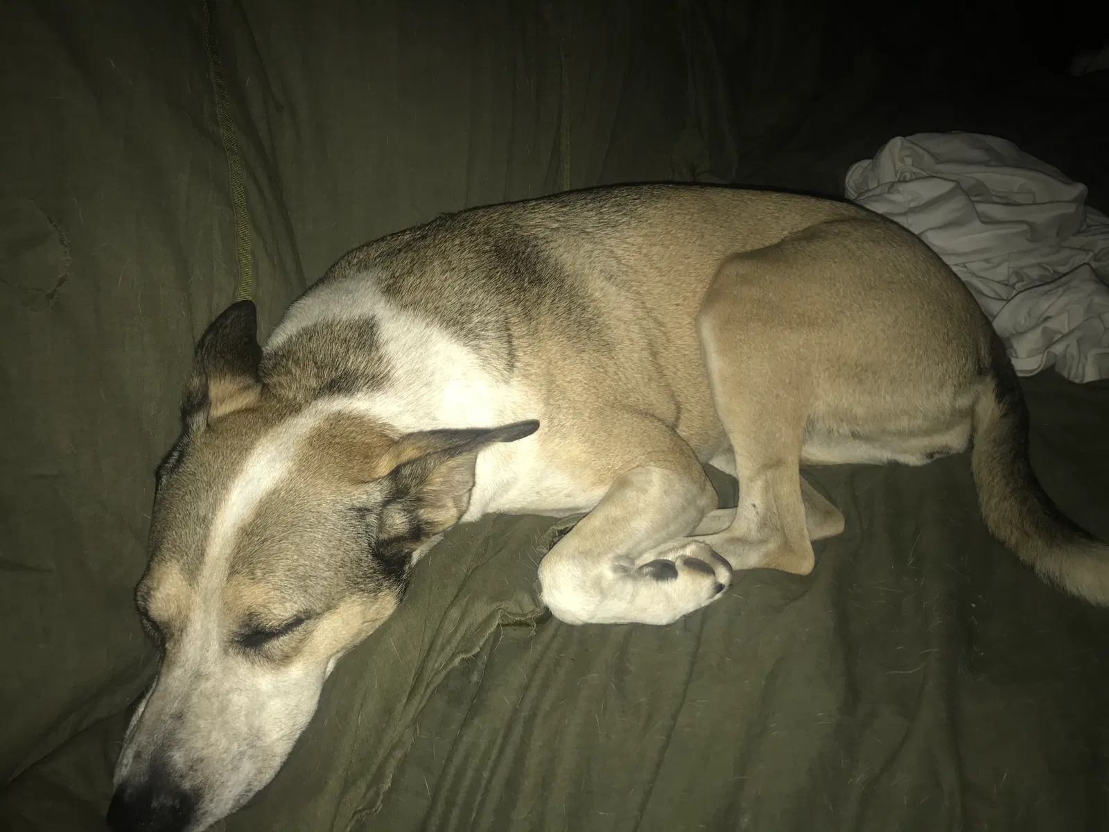 Lost dog in Phoenix, AZ, 85032