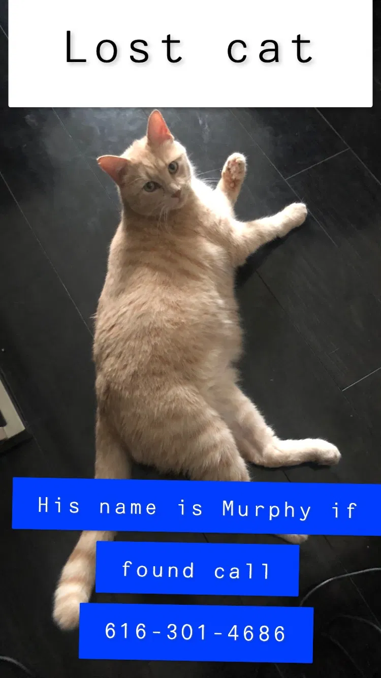 Lost cat in Wyoming, MI, 49519