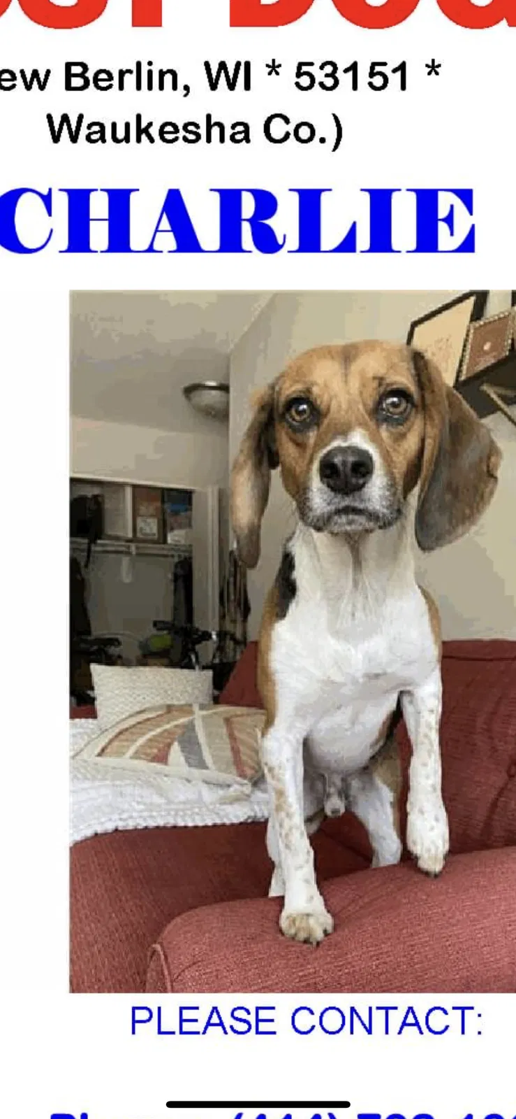 Lost dog in New Berlin, WI, 53151