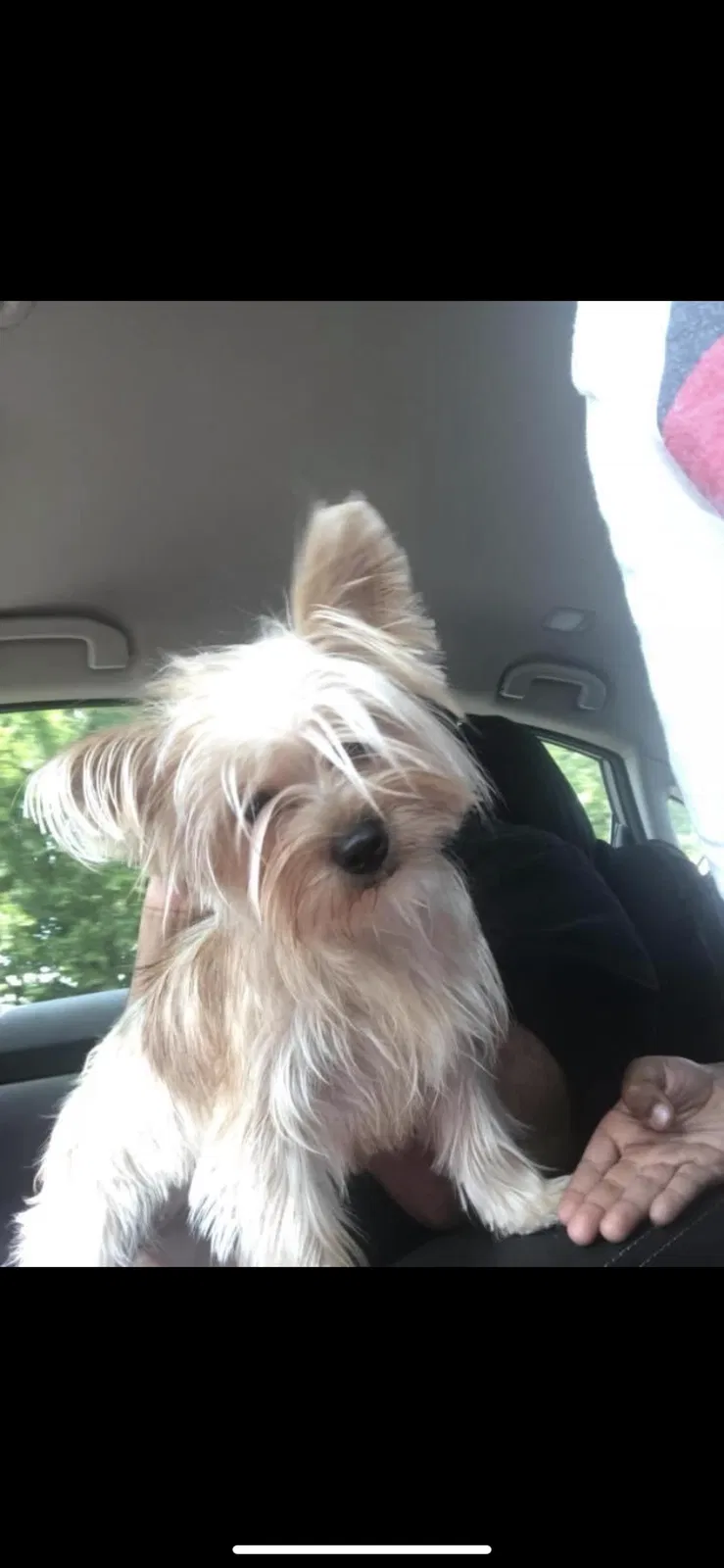 Lost dog in Little Rock, AR, 72207